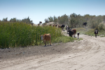 cows are on a dusty road