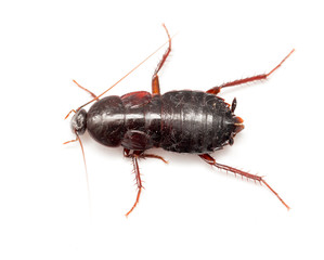 cockroach on a white background