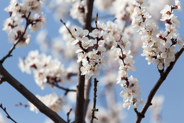flowers on the tree against the blue sky
