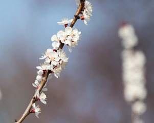 flowers on the tree against the blue sky