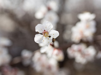 flowers on the tree in nature
