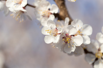 flowers on the tree in nature