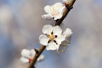 flowers on the tree in nature