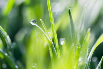 drops of dew on the green grass in nature. macro