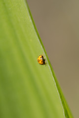 yellow ladybug in nature. macro