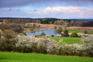 A beautiful spring panorama featuring a blue lake surrounded by rolling green hills and blooming white trees. The scenic countryside landscape captures the fresh and vibrant awakening of nature.