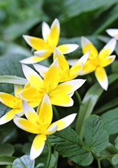 flowers in the park, Moscow, Russia