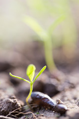young plant in the ground outdoors. macro