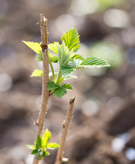 young raspberry leaves in nature