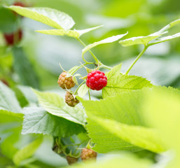 ripe raspberry on bush on nature