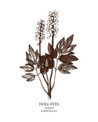 Botanical illustration of Doll-eyes. Hand drawn sketch of poisonous plant - Actaea pachypoda.