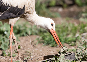 Stork in nature in zoo