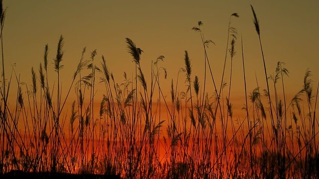 sunset sky clouds bulrush close-up of the reed in the wind against at sunset
