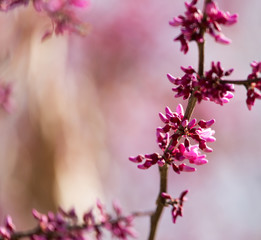 red flowers on the tree in nature
