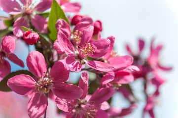 Beautiful cherry blossom (Sakura)