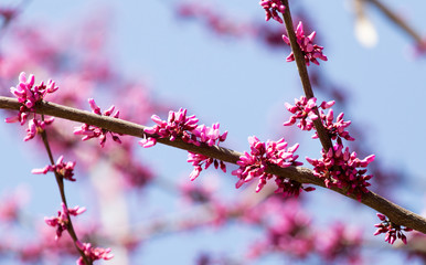 red flowers on the tree in nature