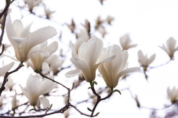 Belles fleurs de magnolia