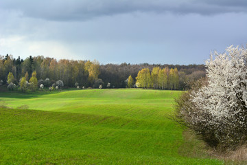 Colorful spring landscape