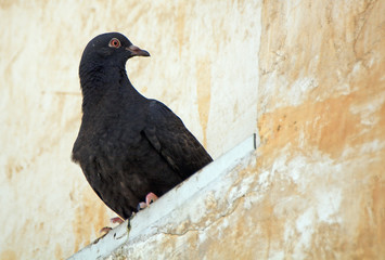 Pigeon, Doha, Qatar