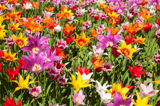 Many tulips in different colors