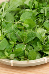 ハーブ　スペアミント