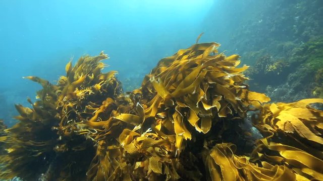 Bull kelp and strapweed moving in current underwater at Poor Knights Islands, New Zealand 