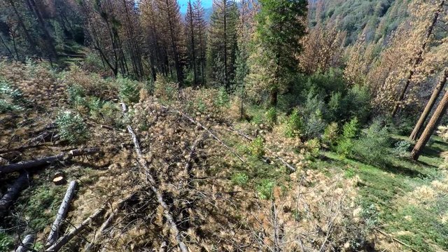 UAV 4k aerial shot of dead fallen Ponderosa Pine trees on forest floor after being cut down because of dying forest, California drought, global warming, climate change 