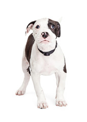 Cute Puppy Guilty Expression