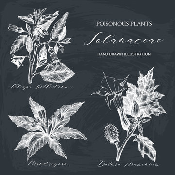 Vector collection of hand drawn nightshade family plants illustration - Angel's trumpet, Belladonna and Mandrake. Poisonous flowers set