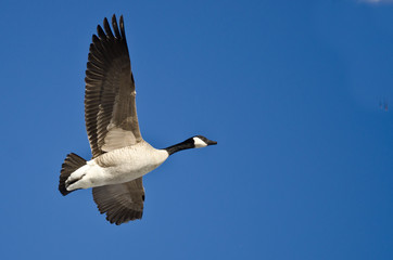 Canada Goose Flying in a Blue Sky © rck