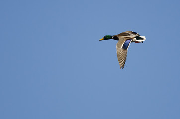 Mallard Duck Flying in a Blue Sky