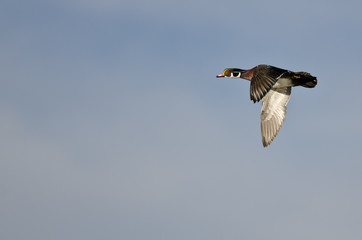 Male Wood Duck Flying in a Blue Sky