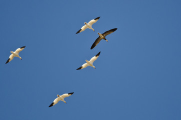 Blue Goose Flying with the White Snow Geese in a Clear Sky