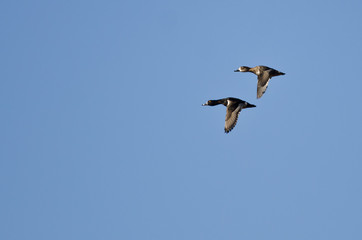 Fototapeta na wymiar Pair of Ring-Necked Ducks Flying in a Blue Sky