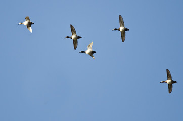 Flock of Ring-Necked Ducks Flying in a Blue Sky