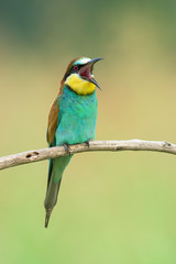 Bee-eater singing on a branch