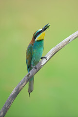 Bee-eater eating an insect