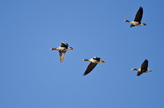 Four Greater White-Fronted Geese Flying in a Blue Sky
