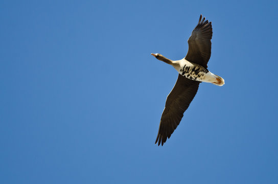 Greater White-Fronted Goose Flying in a Blue Sky