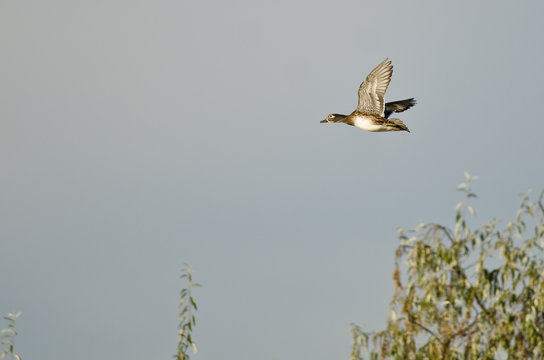 Female Wood Duck Flying Low Over the Wetlands
