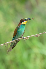 Bee-eater eating an insect