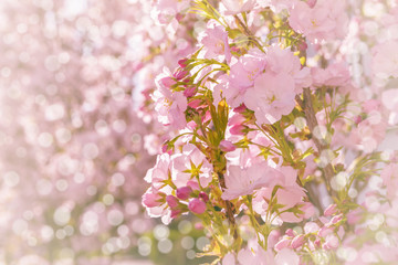 pink cherry blossoms