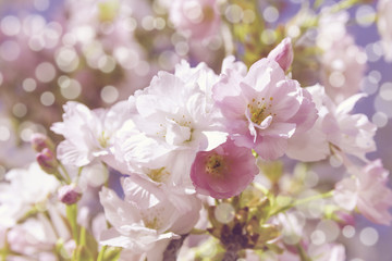 pink cherry blossoms