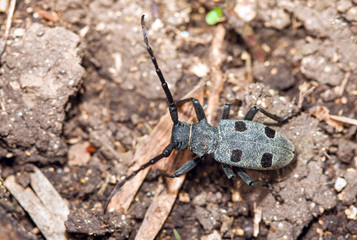 beetle Rosalia Alpina