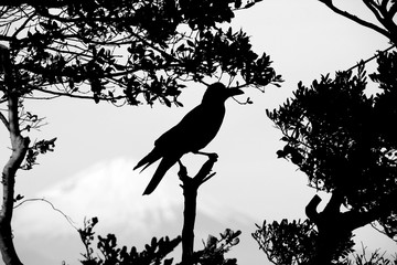 bird on the branch, Kamakura, Japan