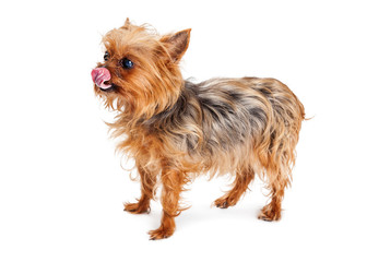 Hungry Terrier Dog Licking Lips