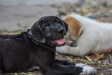 A potrait of a curious dog