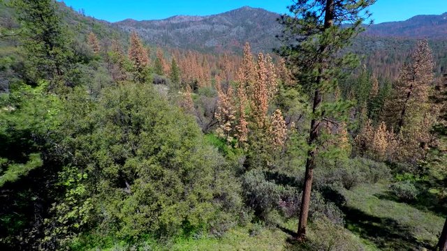 Dying Sierra National Forest due to climate change drought and infestation