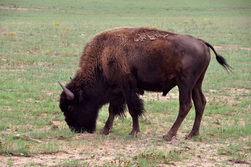 Il bufalo americano