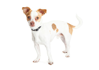 Tan and White Chihuahua Crossbreed